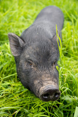 black vietnamese pig on a meadow