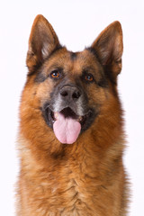 Portrait of a German shepherd