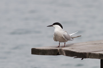 Tern