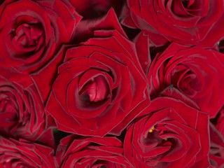 Background of red rose.