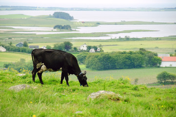 Grazing cow in the meadow