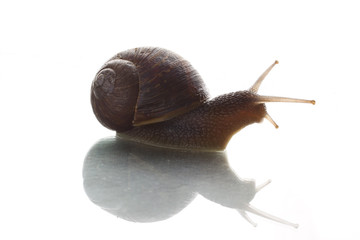 Snail