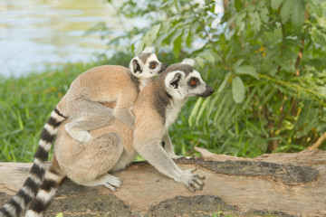 lemur family in the open zoo