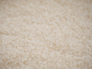 Japanese rice grain