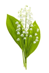 Fotobehang Lelietje-van-dalen Lelietje-van-dalen bloemen op wit