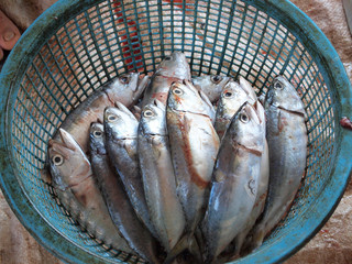 Fresh sea fish horse mackerel background
