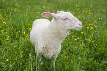 Fototapeta premium sheep on a meadow