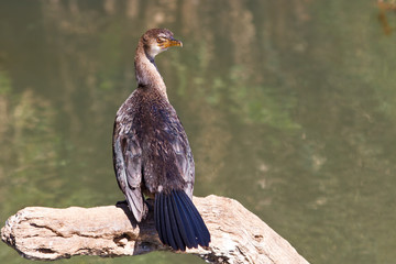 Reed cormorant sit on branch to dry