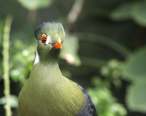 touraco