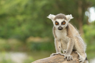 young lemur in the  open zoo © praisaeng