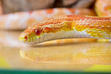 Naklejka premium Beautiful red albino corn snake reptile on yellow green blurred