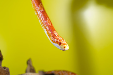 Beautiful red albino corn snake reptile on yellow green blurred