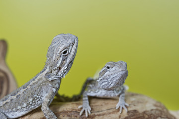 Close up portrait of babies reptile lizards bearded dragons