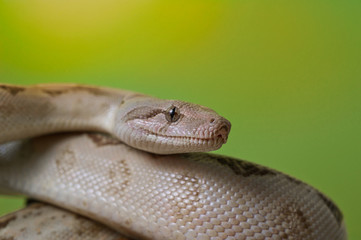 Boa constrictor reptile snake close up macro portrait