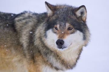 Fototapeta premium Wolf in the Cold Winter