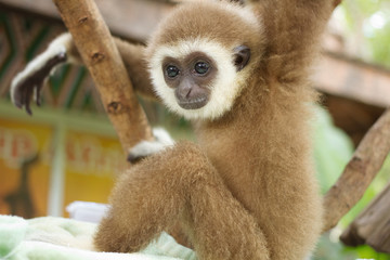 Young Gibbon on the branch