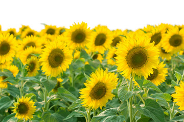 Obraz premium Field of sunflower