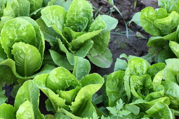 lettuce in field