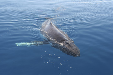 Humpbackwhale