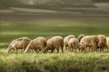 sheep grazing