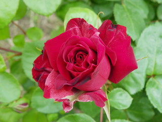 Rose rouge
