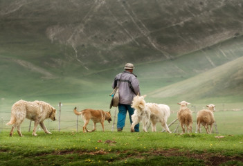 sheep with shepherd and dogs