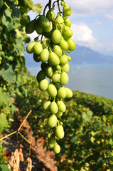 Vineyards in Lavaux region against Geneva lake, Switzerland