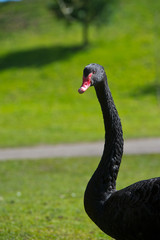 Portrait of balck swan with long neck