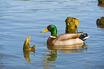 Fototapeta premium Beautiful bright duck mallard bird swimming in a lake river