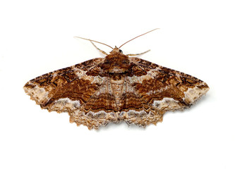 Moth