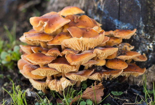 Lamella Mushrooms