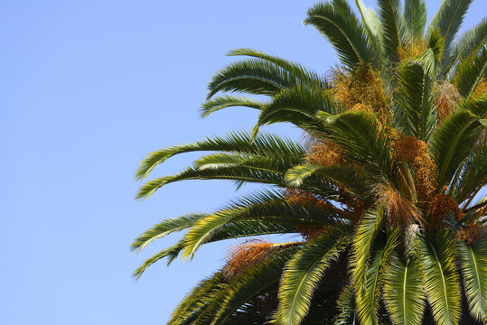 Palm Tree