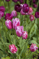 Fototapeta premium Tupilani