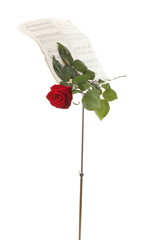red rose and old notes Sheet music