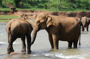 Elephants of Ceylon island
