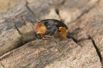 Mordellochroa abdominalis laying eggs, extreme close-up