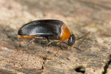 Mordellochroa abdominalis laying eggs, extreme close-up
