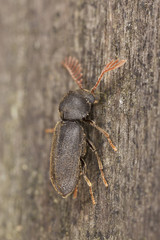 Comb-antenned wood borer, anobiidae on wood
