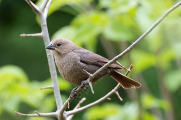 Brown Headed Cow Bird