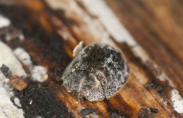 Thymalus limbatus on wood, extreme close-up