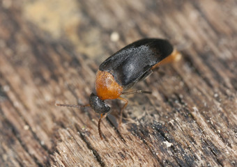 Mordellochroa abdominalis laying eggs, extreme close-up