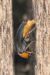 Fototapeta premium Mordellochroa abdominalis laying eggs, extreme close-up