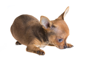 short haired chihuahua puppy in front of a white background