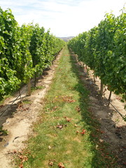 Fototapeta na wymiar Vineyards in New Zealand