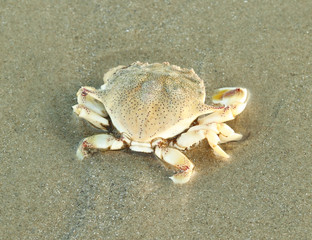 Sea crab