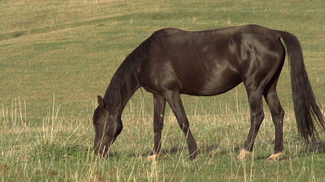 Black horse grazing on a hilly pasture. Motion 240 fp