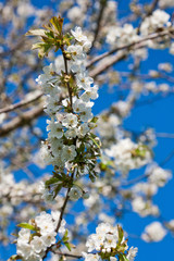 Blooming cherry tree