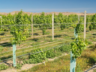 Fototapeta na wymiar Vineyards in New Zealand