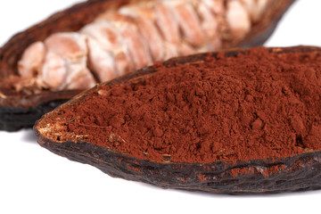 cocoa fruit