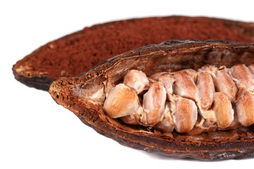 cocoa fruit